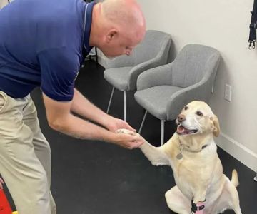 Pet Ortho Braces