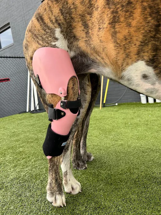 Pet Ortho Braces 7