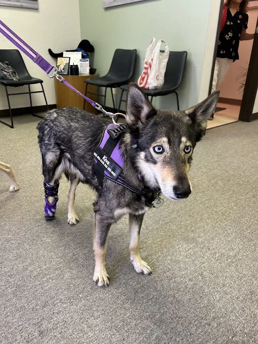 Pet Ortho Braces 3