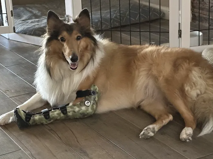 Pet Ortho Braces 8