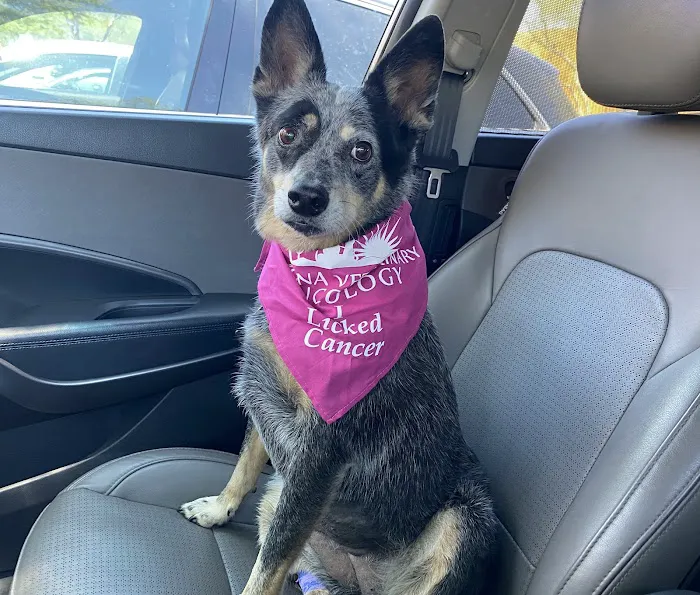 Companion Pet Clinic of Gold Canyon 12