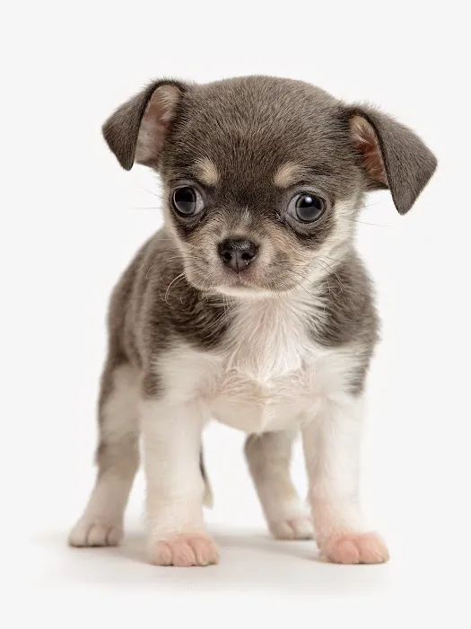 Companion Pet Clinic of Gold Canyon 12