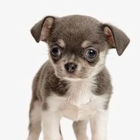 Companion Pet Clinic of Gold Canyon ico
