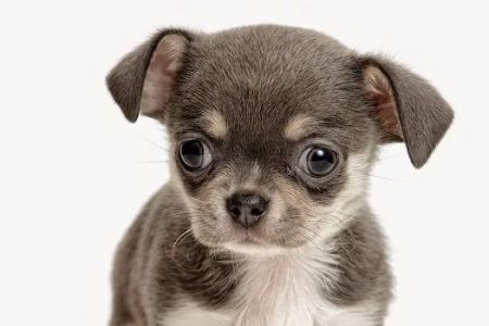 Companion Pet Clinic of Gold Canyon