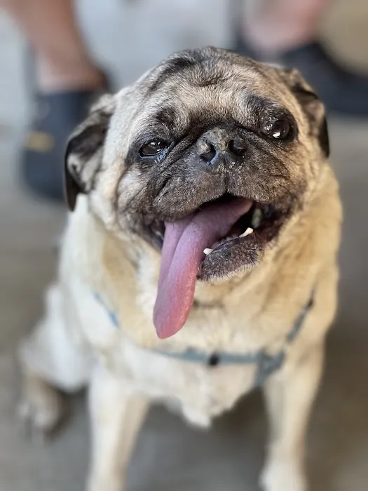 Companion Pet Clinic of Gold Canyon 12