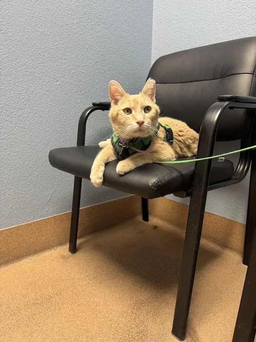 Companion Pet Clinic of Gold Canyon 12