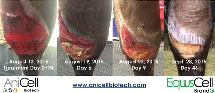 AniCell Biotech, LLC 2