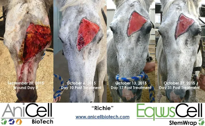 AniCell Biotech, LLC 3