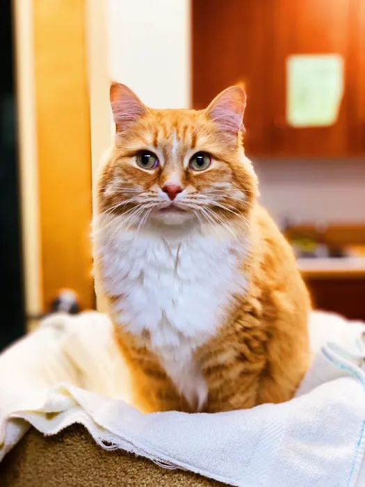 Alpharetta Animal Hospital 1
