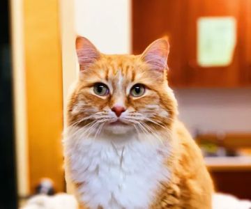 Alpharetta Animal Hospital