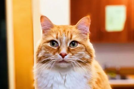 Alpharetta Animal Hospital
