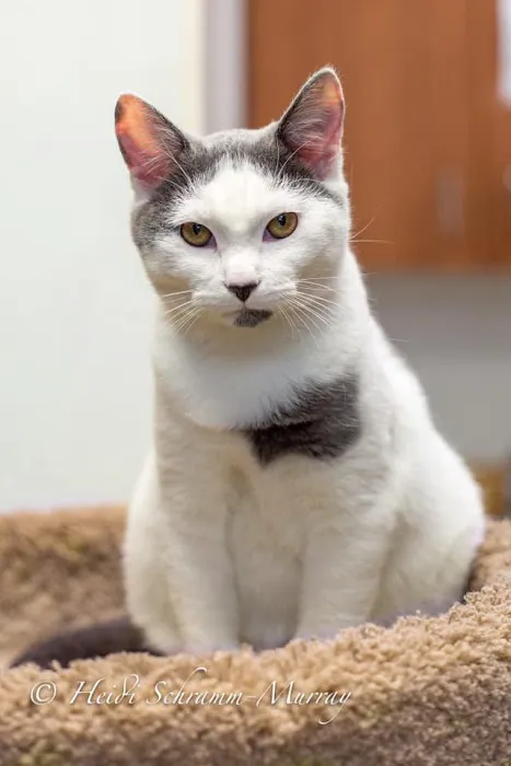 Alpharetta Animal Hospital 3