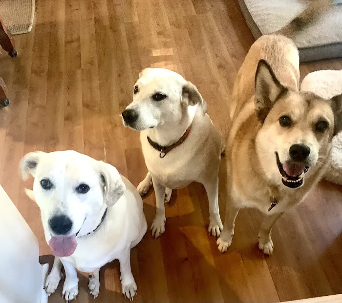 Alpharetta Animal Hospital 5