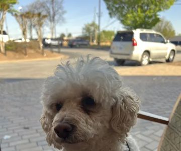 PetSmart Veterinary Services - Alpharetta