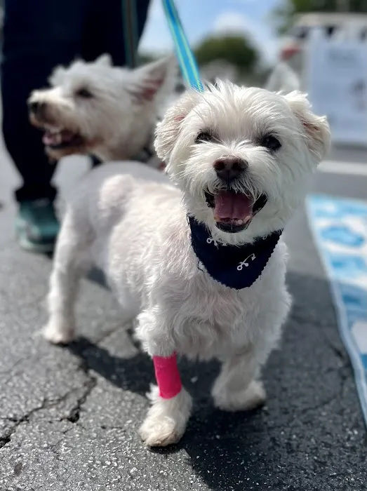 easyvet Veterinarian Alpharetta 12