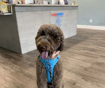 easyvet Veterinarian Alpharetta