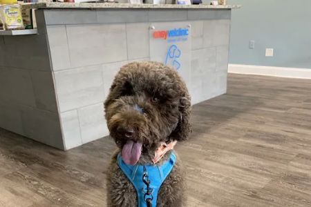 easyvet Veterinarian Alpharetta