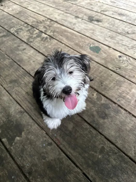 easyvet Veterinarian Alpharetta 12