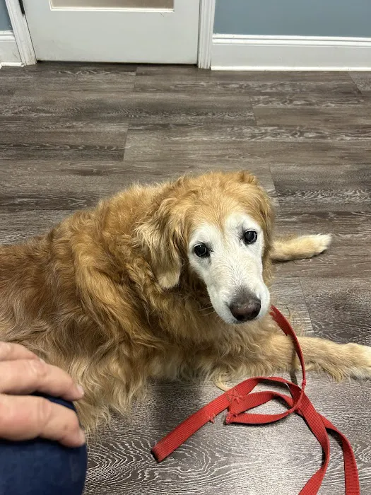 easyvet Veterinarian Alpharetta 12