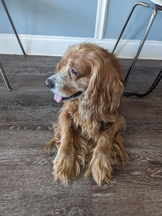 easyvet Veterinarian Alpharetta 12