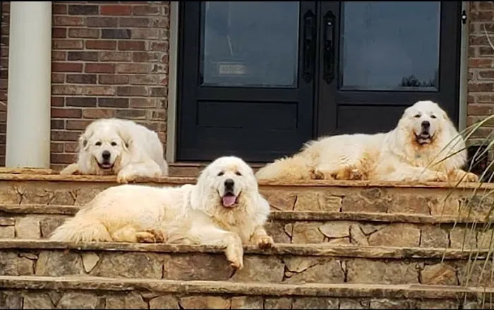 Webb Bridge Animal Hospital 12