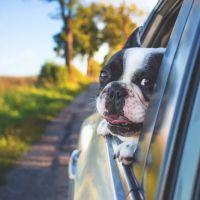 Animal Hospital of Sandy Springs ico