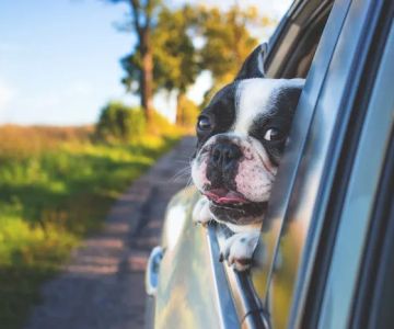 Animal Hospital of Sandy Springs