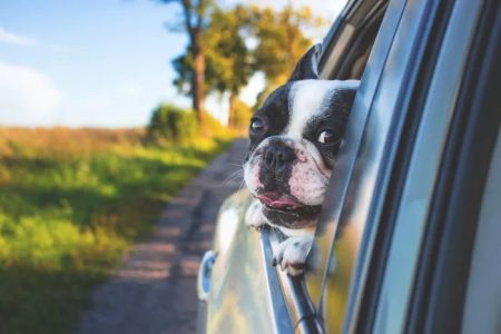 Animal Hospital of Sandy Springs