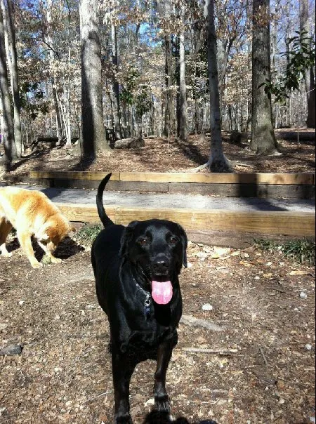 Animal Hospital of Sandy Springs 4