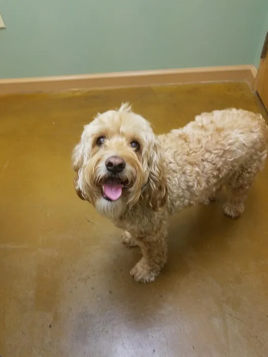 Animal Hospital of Sandy Springs 7