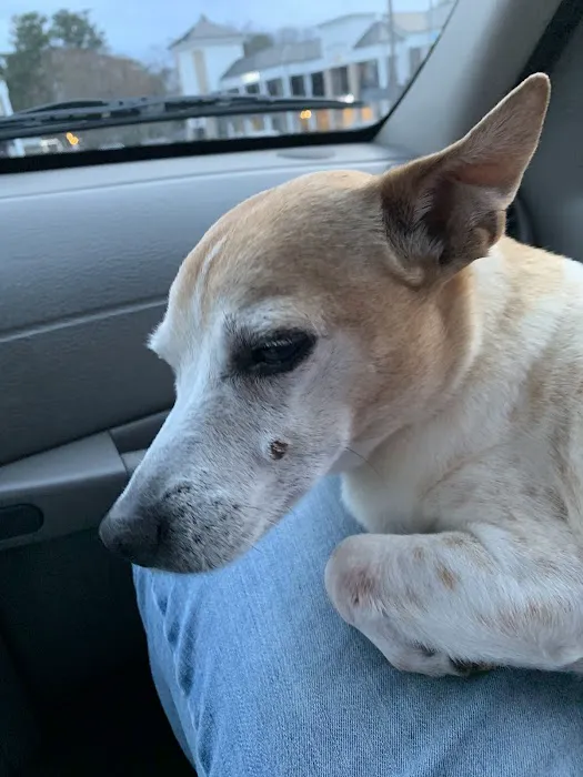 Animal Hospital of Sandy Springs 8