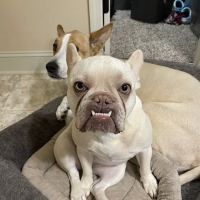 Cliftwood Animal Hospital ico
