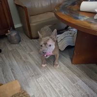CityVet | Chamblee ico