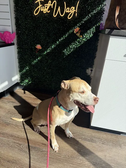 CityVet | Chamblee 4