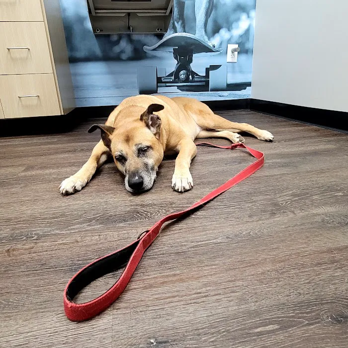 CityVet | Chamblee 3