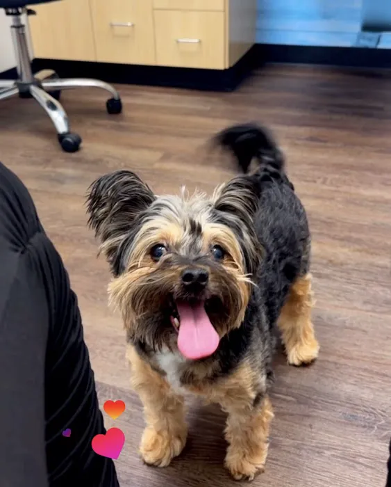 CityVet | Chamblee 9