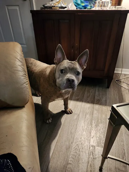 CityVet | Chamblee 7