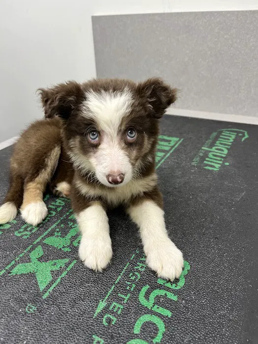 VCA Peachtree Animal Hospital 3