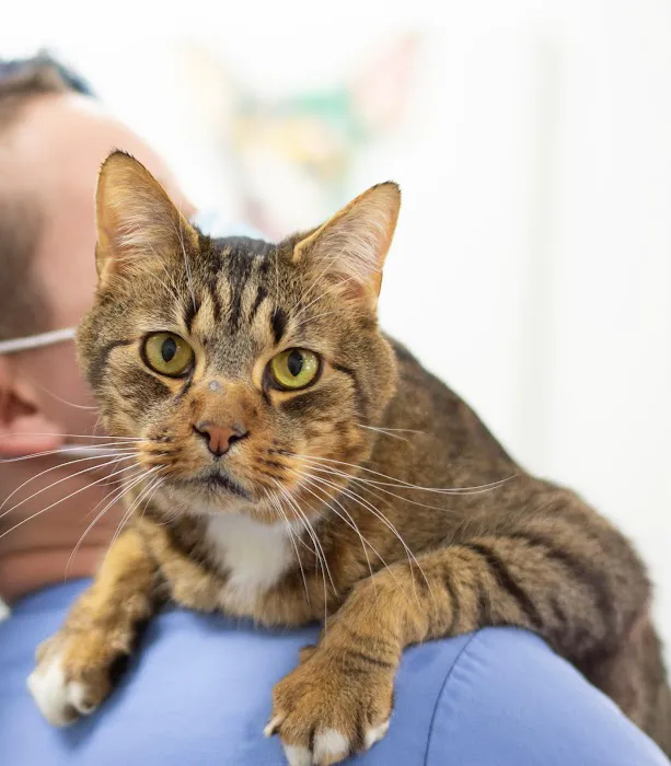 VCA Peachtree Animal Hospital 2