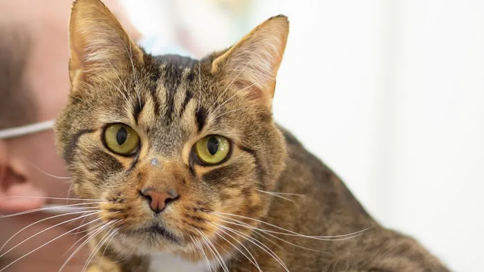 VCA Peachtree Animal Hospital 1
