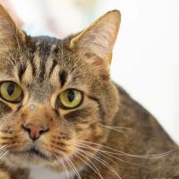 VCA Peachtree Animal Hospital ico