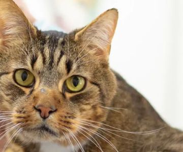 VCA Peachtree Animal Hospital