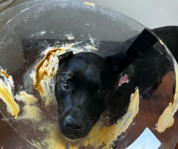 Belle Isle Animal Hospital