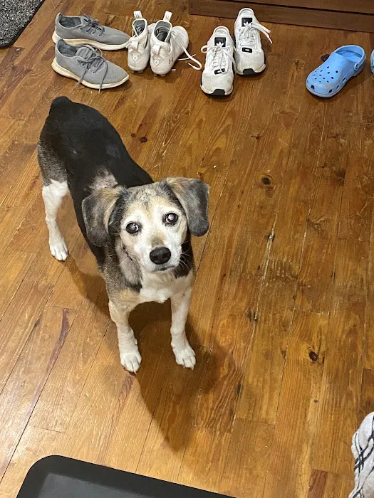 Mt Paran Animal Hospital 12