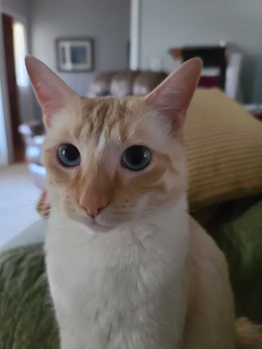 The Cat Doctor 12