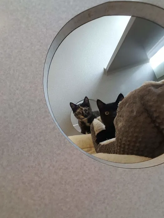 The Cat Doctor 12