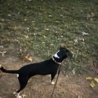 Vetco Vaccination Clinic ico