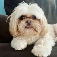 Animal Dermatology Clinic ico