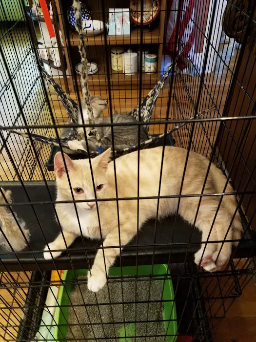 Cat Care Hospital, Inc. 12