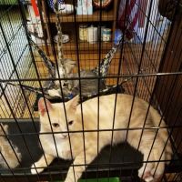 Cat Care Hospital, Inc. ico